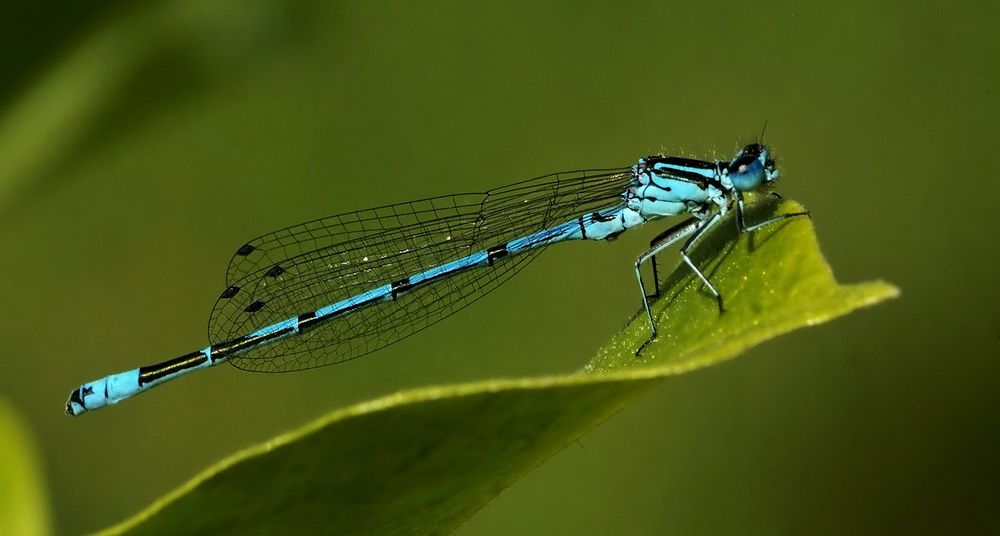 Heute blau und morgen blau ...