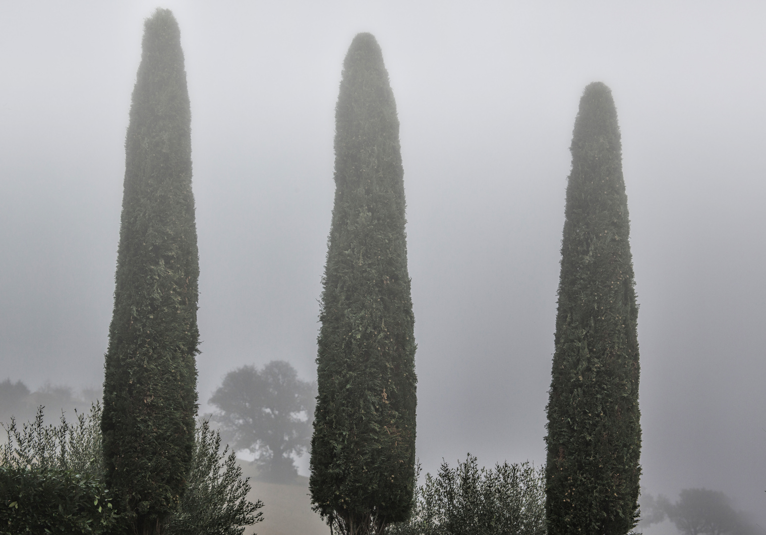 heute blieb der Nebel Sieger...