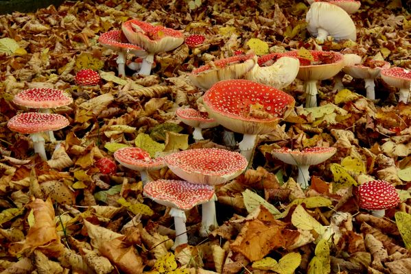 Heute brauche ich etwas Farbe