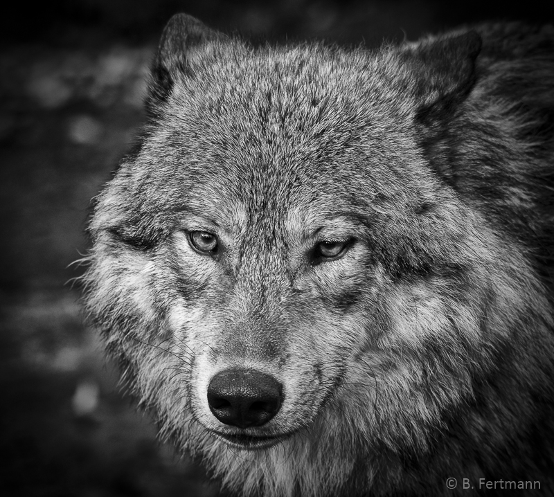 Heute brauchst Du Dir keinen Wolf zu suchen - hier bin ich