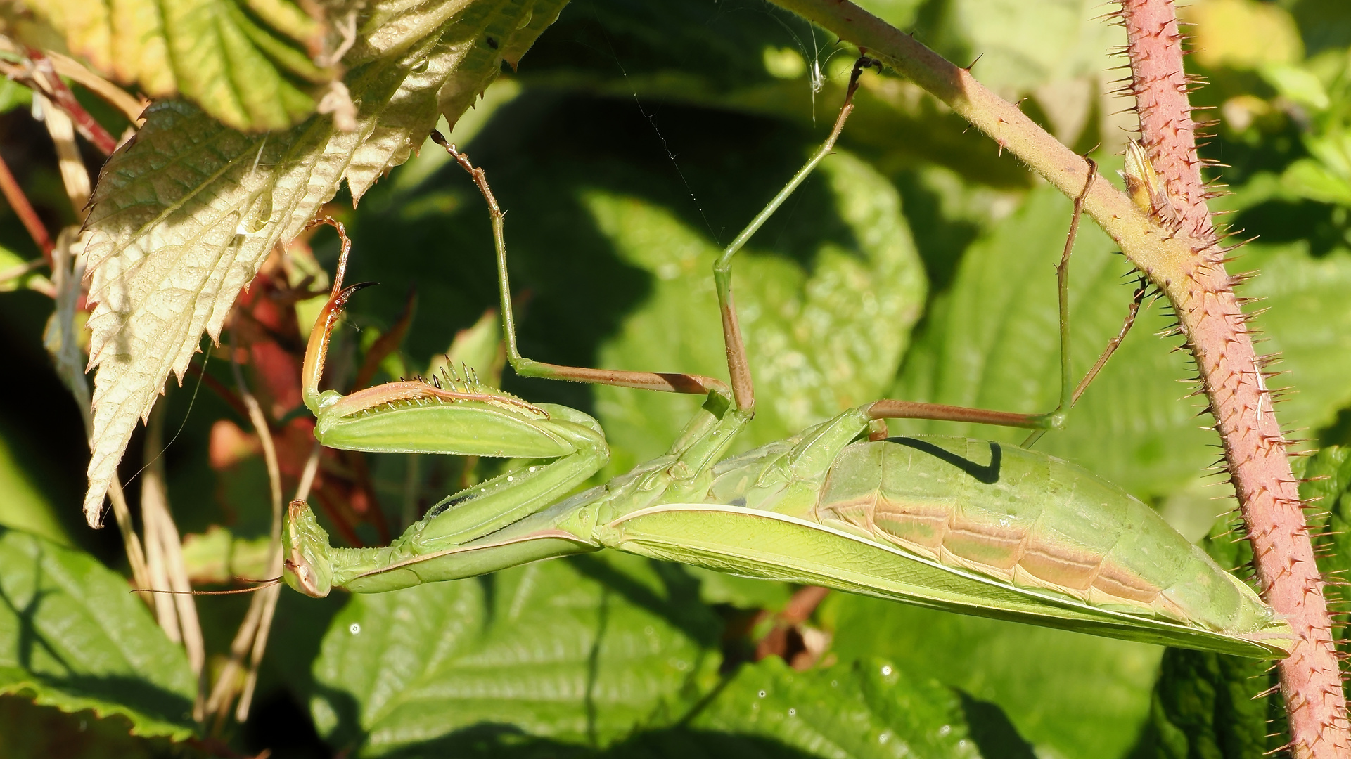 heute das allereste mal in Natura gesehen