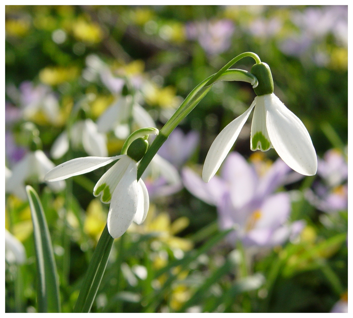 Heute den Frühling besucht 4