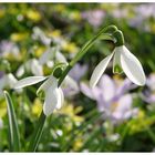 Heute den Frühling besucht 4