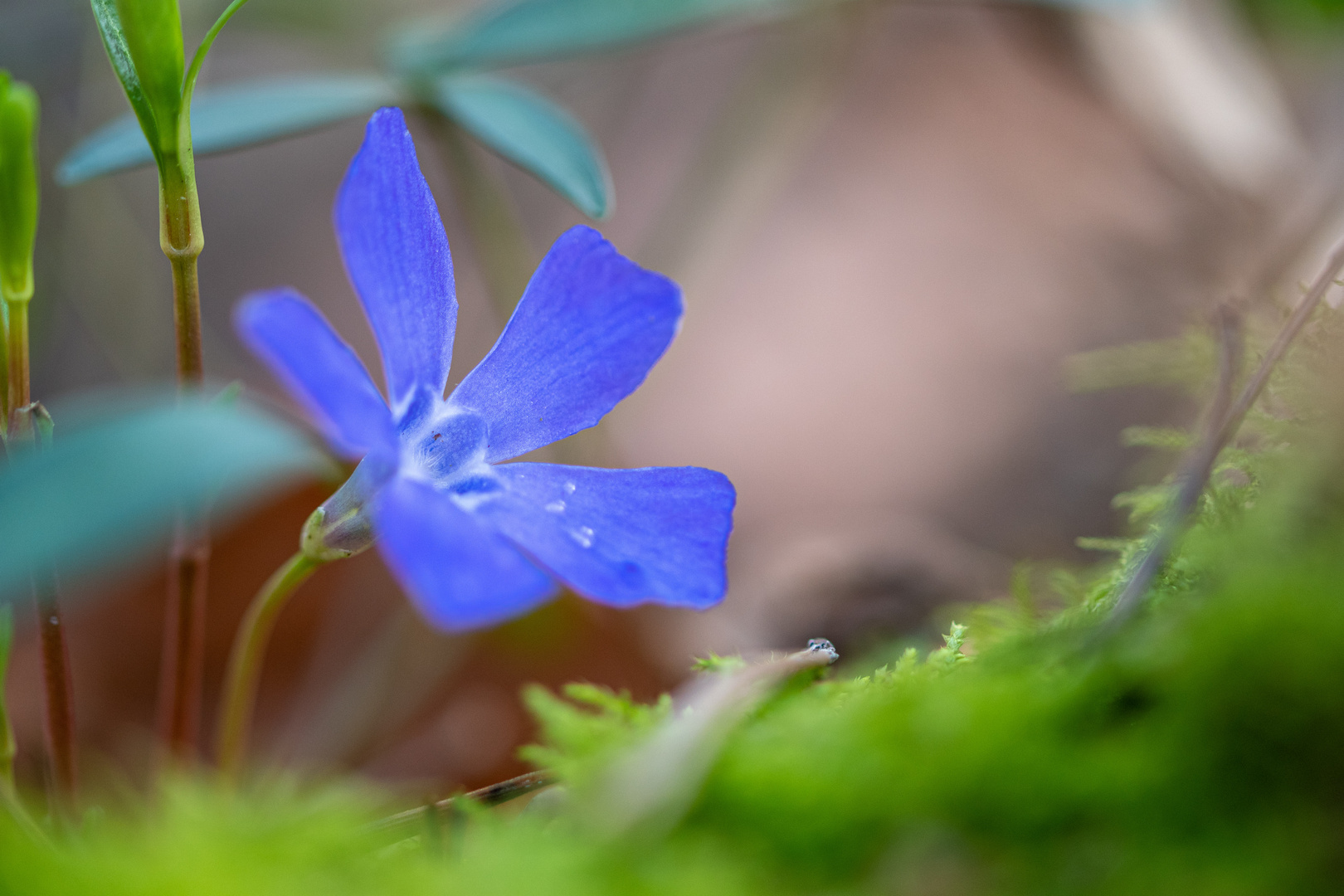 Heute den Frühling gesehen