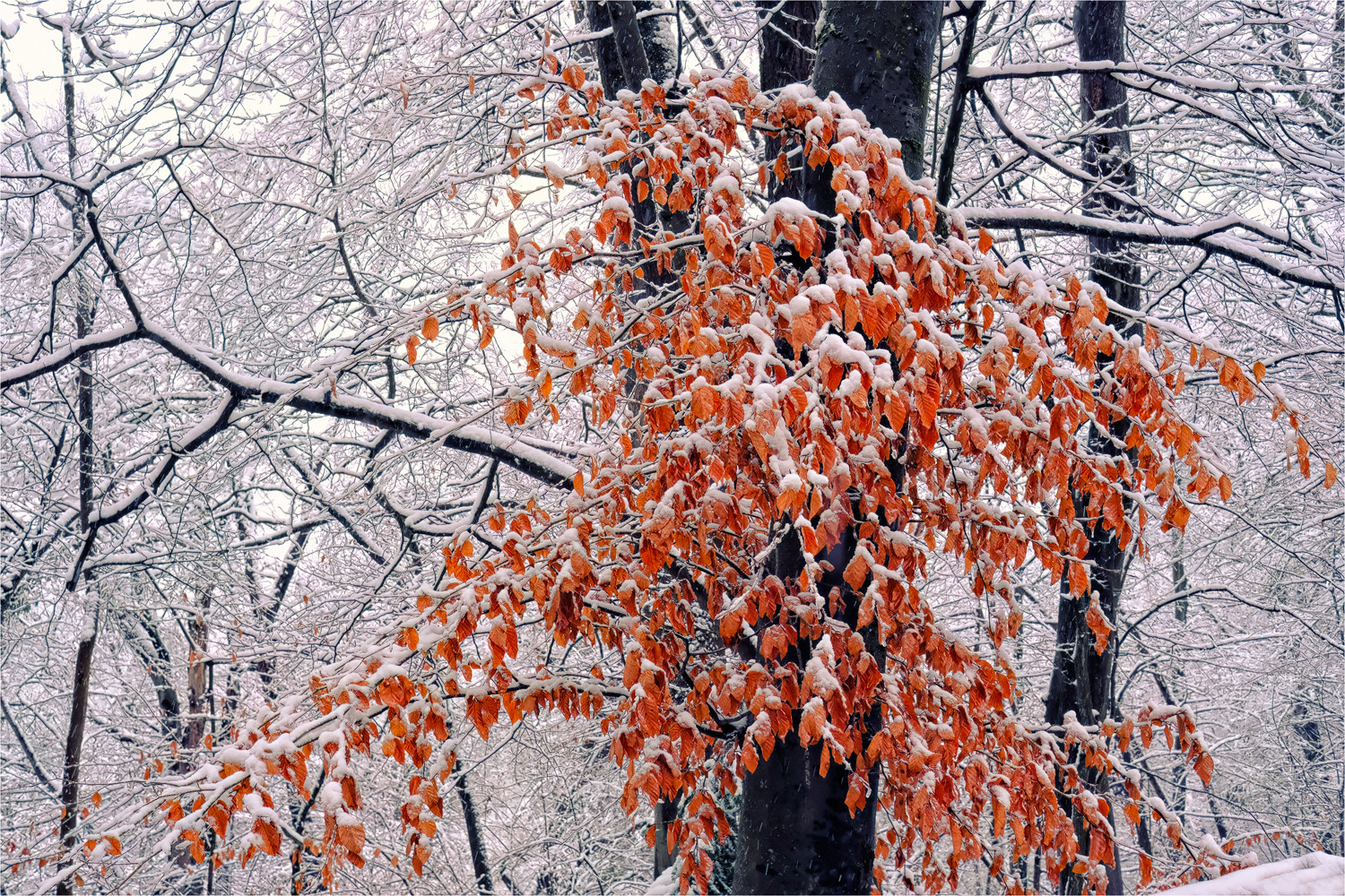 Heute der erste Schnee ...