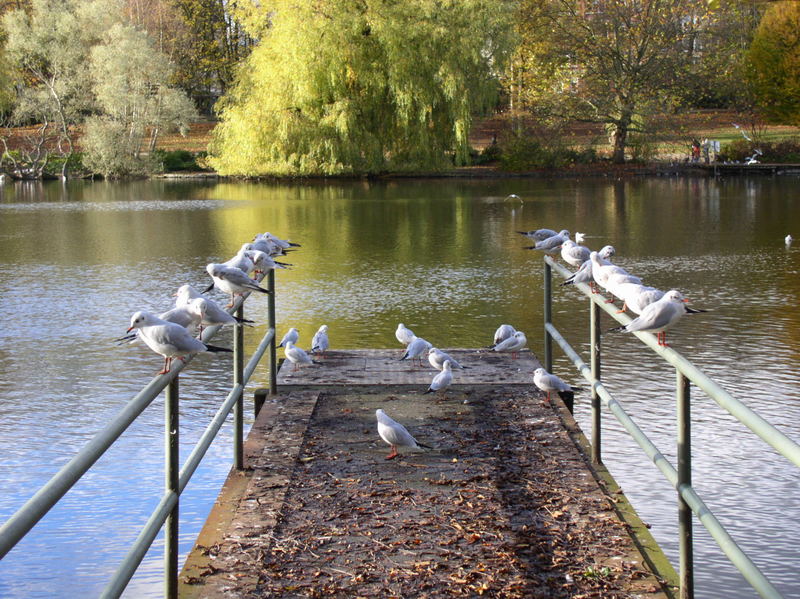 Heute der Steg und morgen der ganze Park!