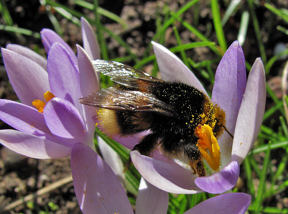 Heute die erste Hummel