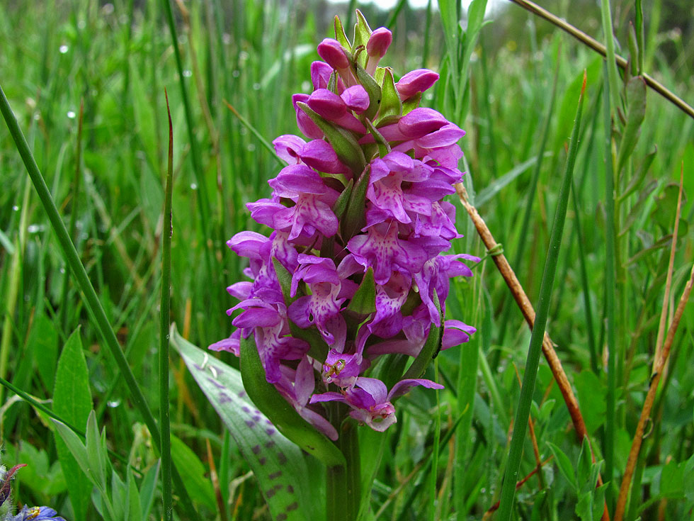 Heute die erste Orchideen bei mir auf meiner Wiese