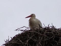 Heute - ein Storch in seinem Nest