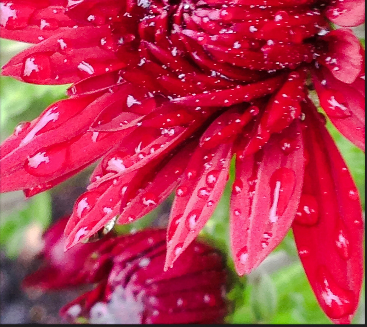 Heute eine Herbstblume für Euch habt einen guten Tag