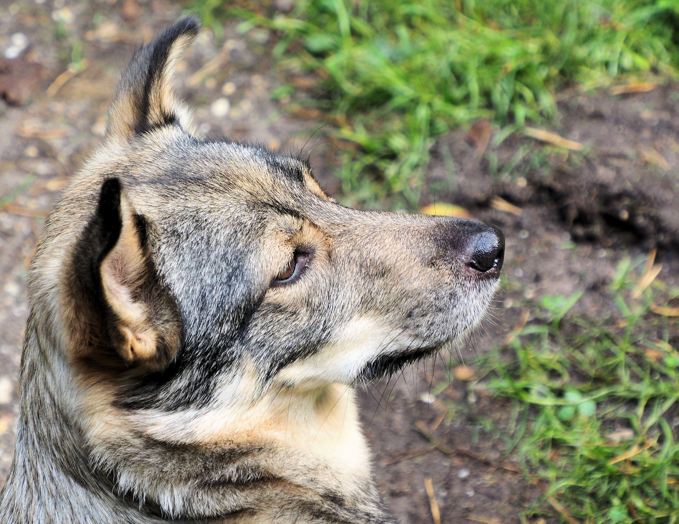 Heute einen Wolf im Wald getroffen .. 