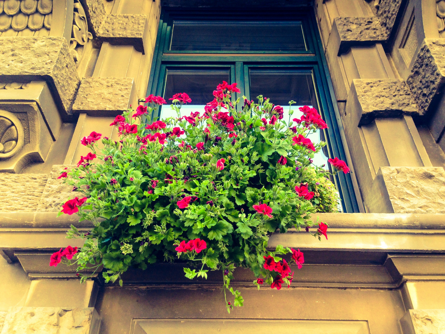 Heute einmal Blumen mit Fenster