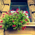 Heute einmal Blumen mit Fenster