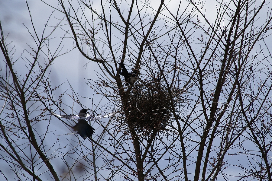 Heute, Elsternpaar beim Nestbau