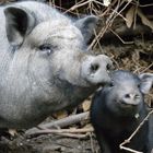 heute, erster tag mit meinen schweinchen