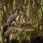 Heute erwischte ich wieder den kleinen Waldkobold.