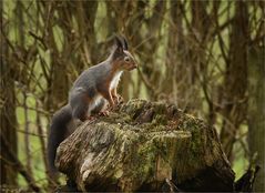 Heute erwischte ich wieder den kleinen Waldkobold.