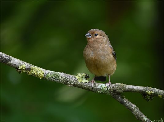 Heute erwischte ich wieder eins, der vielen Gimpelkinder.