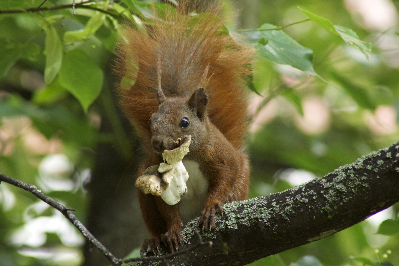 Heute esse ich Pilz.................