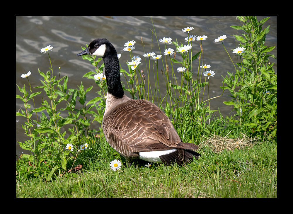 heute etwas tieriches (2) ...