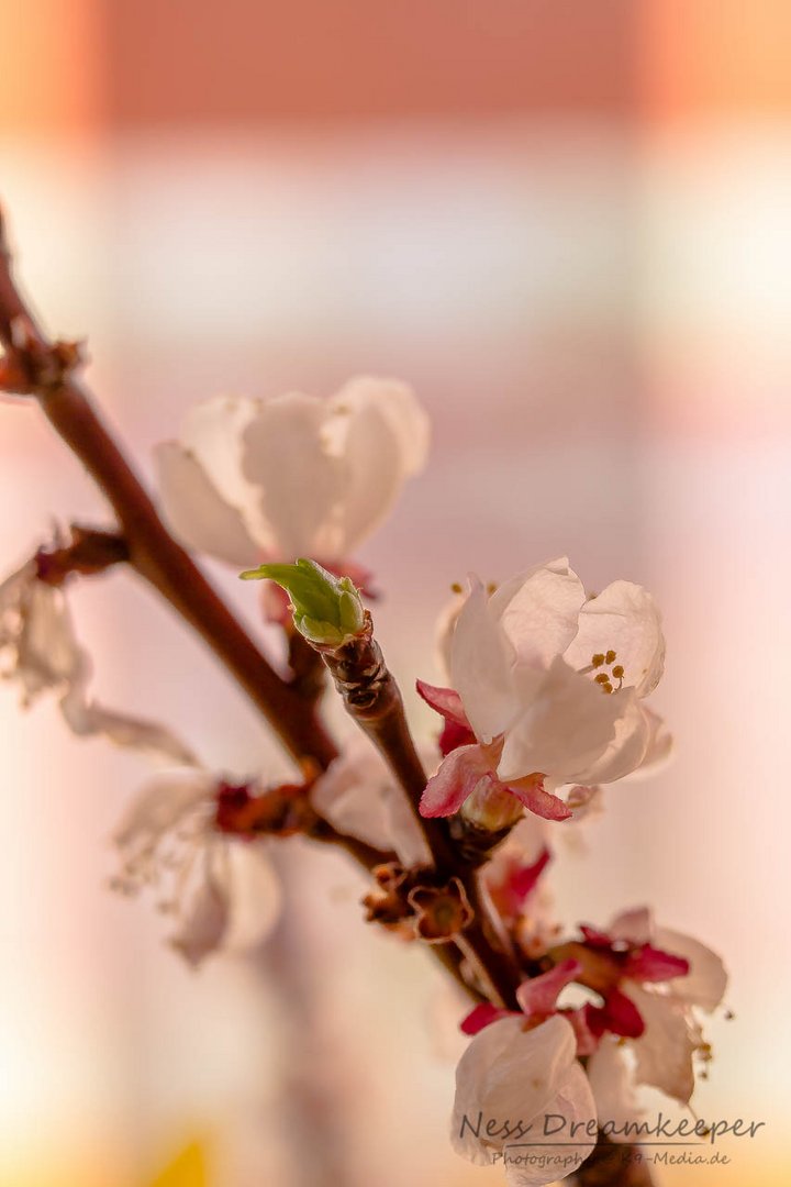 Heute fängt der Frühling an!