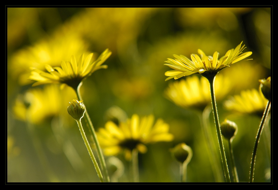 Heute fängt der Frühling an...:-)