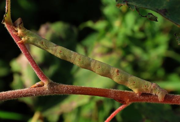 Heute fand die Raupe des Birkenspanners