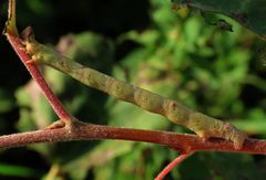 Heute fand die Raupe des Birkenspanners