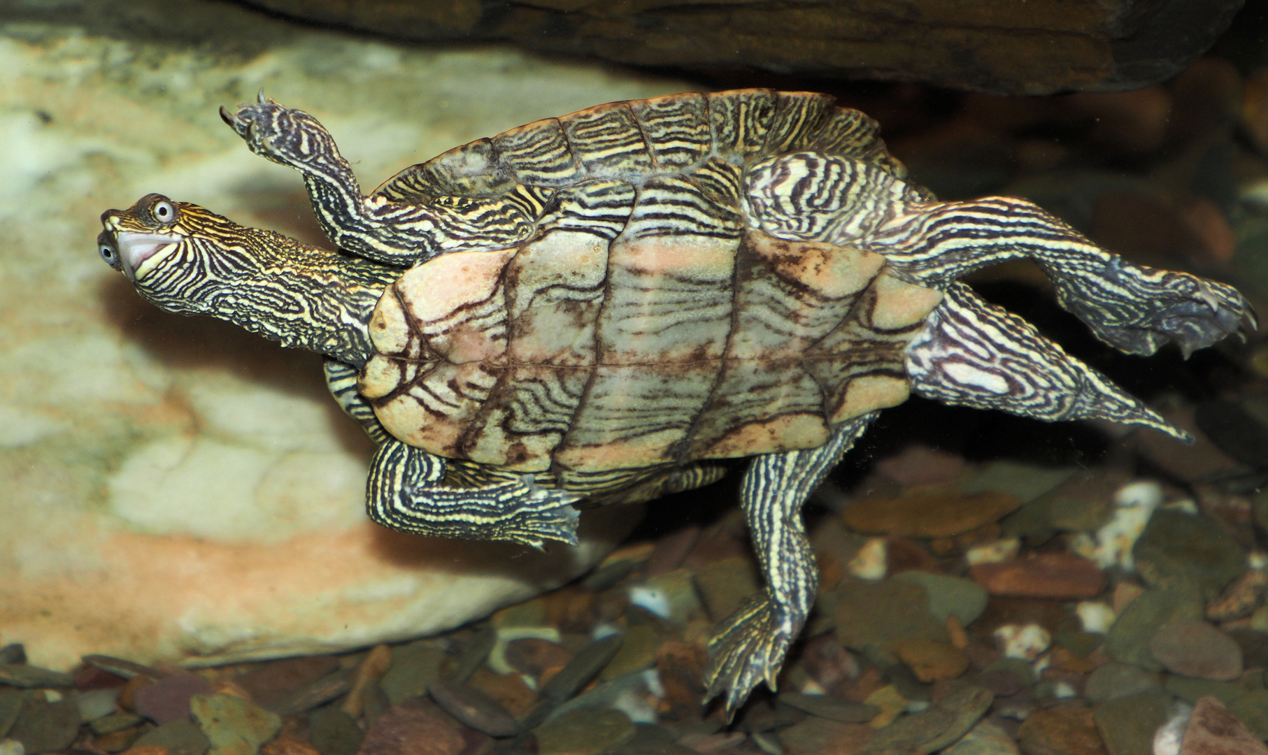 Heute fand ich meinen Ernie tot im Teich … Foto & Bild natur, tiere