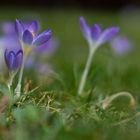 heute fast schon Frühling