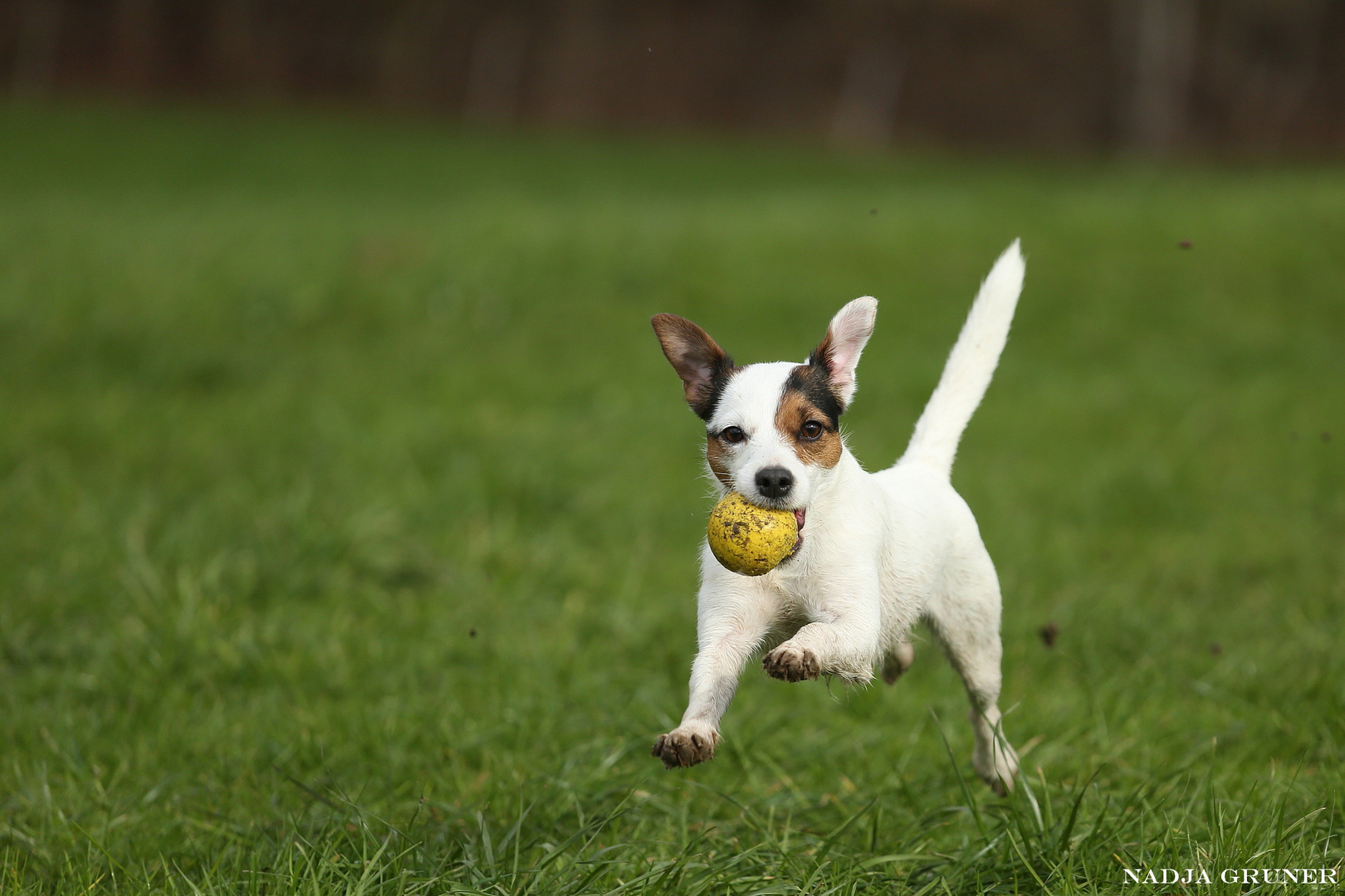 Heute fliegen die Terrier besonders tief