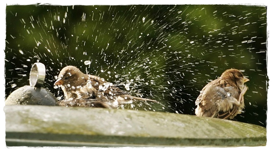 Heute ( Freitag) ist Badetag