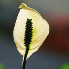 heute Früh am Blumenfenster meiner Frau