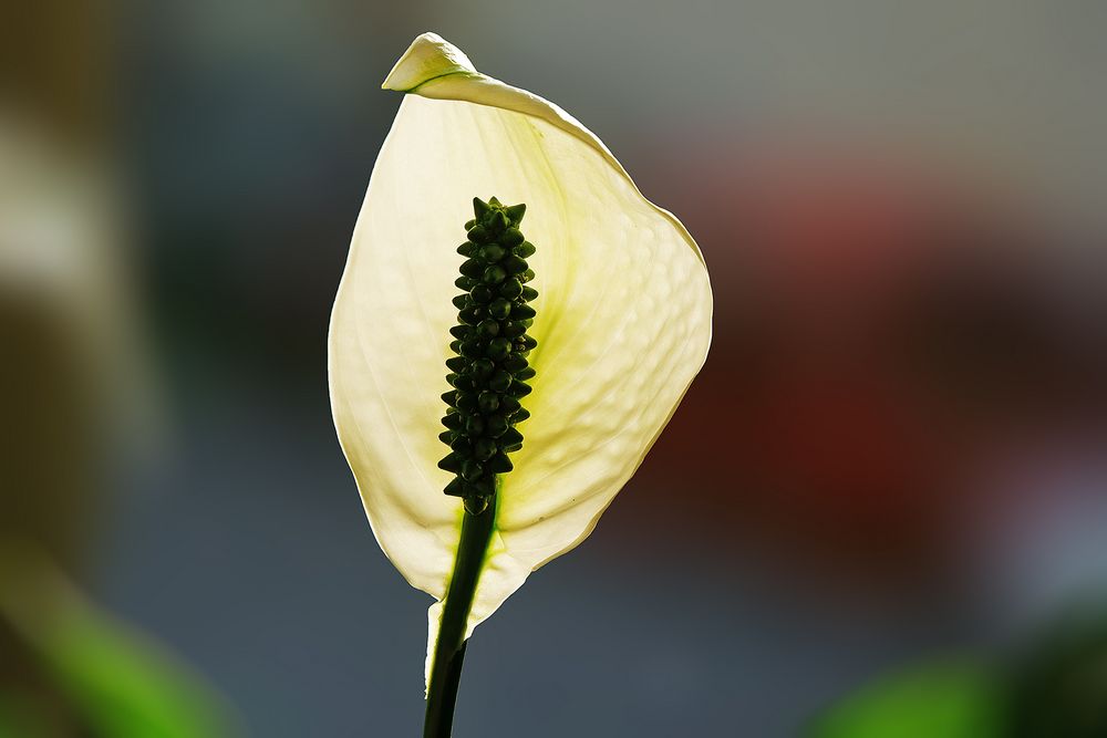 heute Früh am Blumenfenster meiner Frau