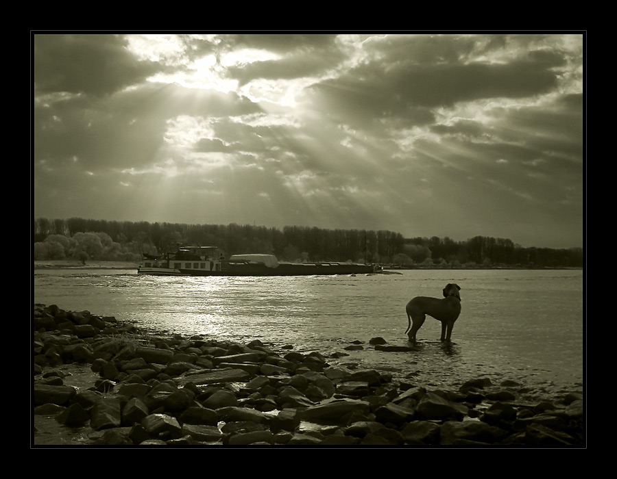 Heute früh am Rhein