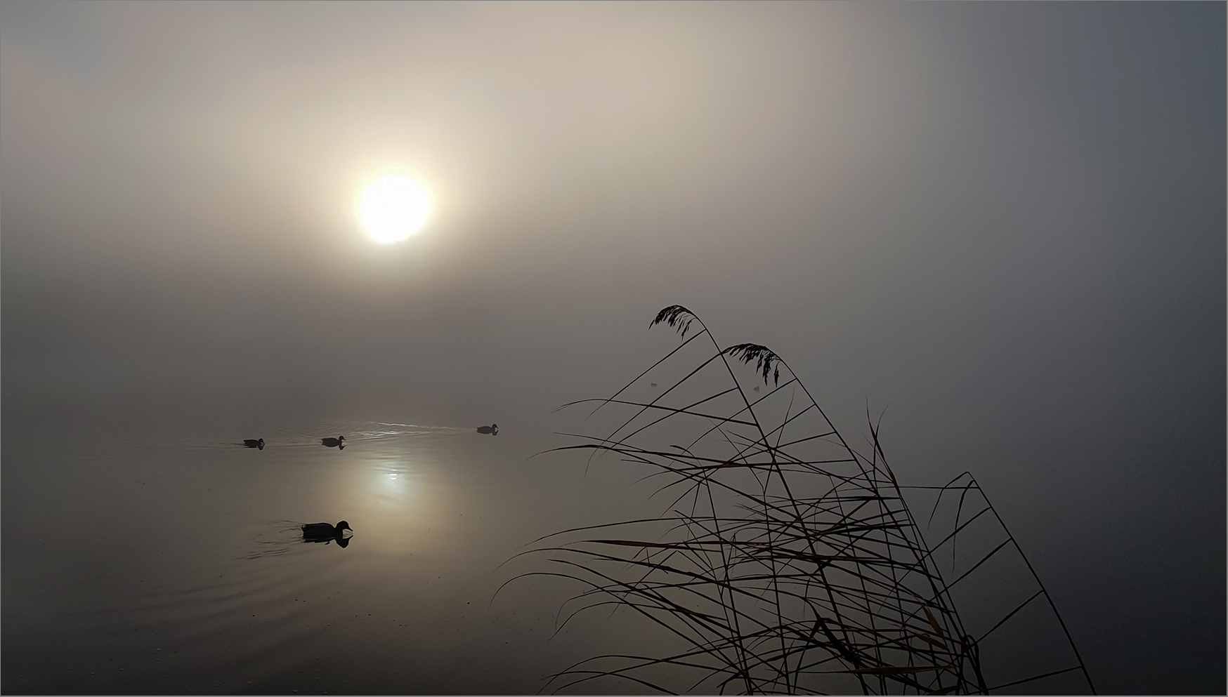 Heute früh am See   . . .