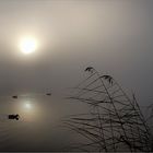 Heute früh am See   . . .