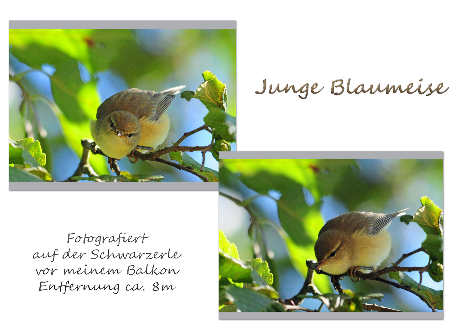 heute früh auf vor meinem Balkon