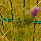 heute früh, Distel am Feldweghang Zaun,