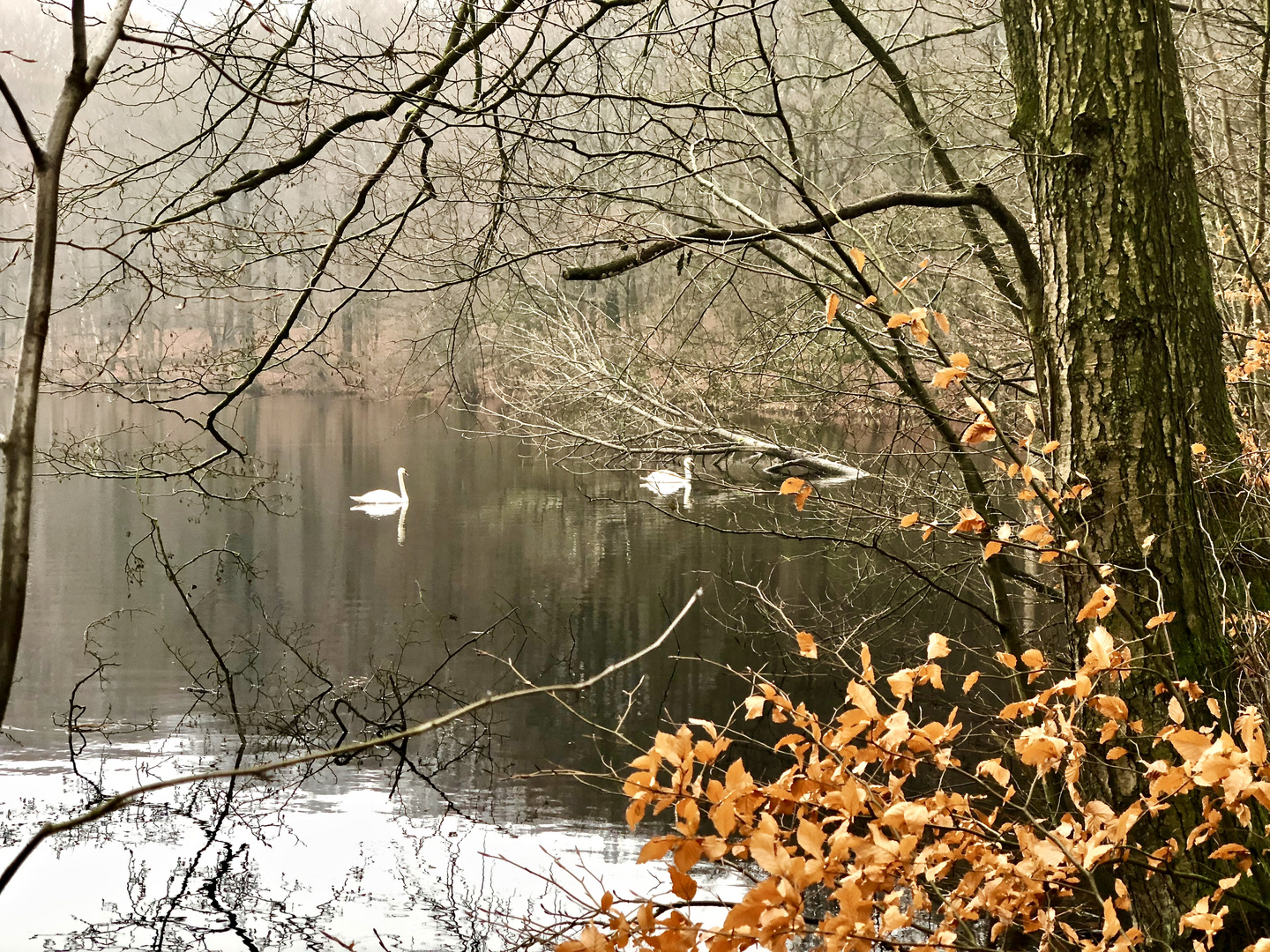 Heute früh im Wald in Norddeutschland