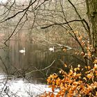 Heute früh im Wald in Norddeutschland