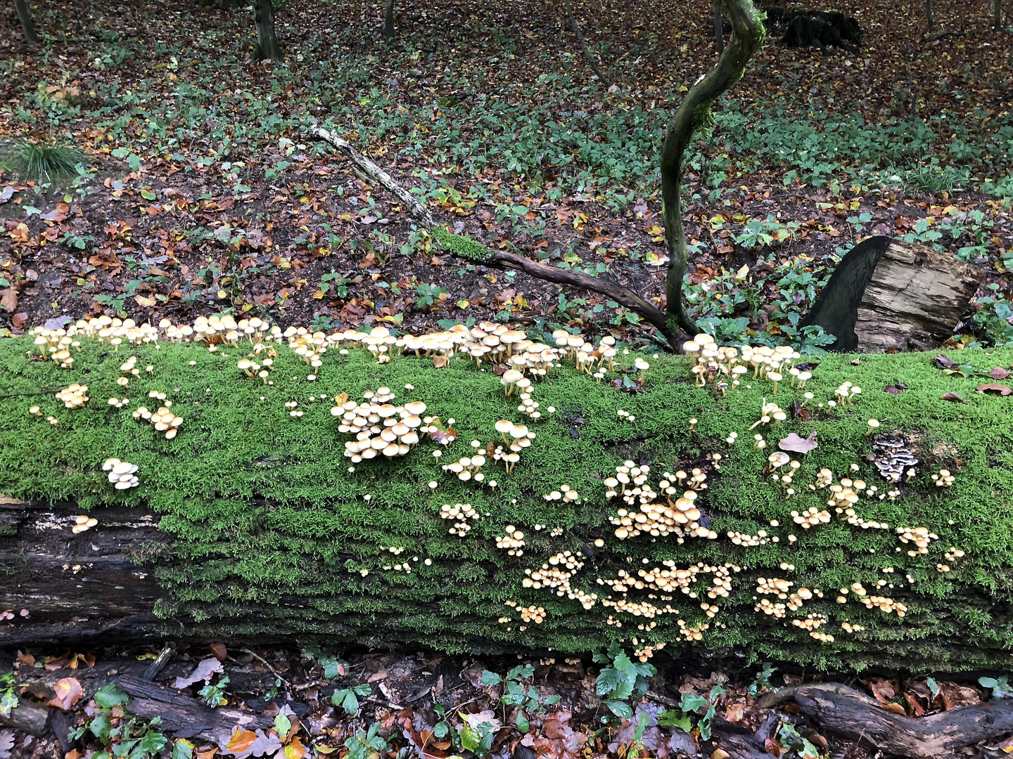 heute früh im Wald/Hahnheide/beim Walken 1