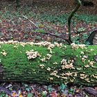 heute früh im Wald/Hahnheide/beim Walken 1