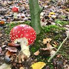 heute früh im Wald/Hahnheide/beim Walken 3