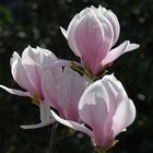 Heute früh: Magnolien in der Morgensonne