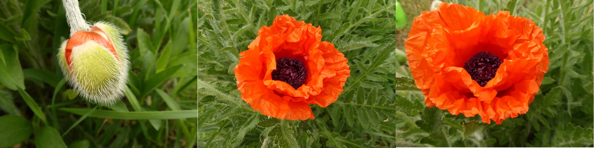 Heute früh noch in der Knospe, zwei Stunden später aufgeblüht - meine erste Gartenmohnblüte