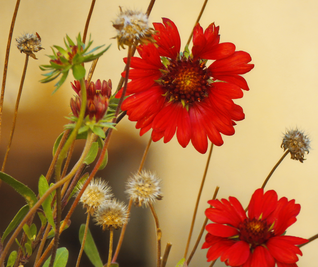 heute früh November Korbblütler (?) Foto & Bild natur,