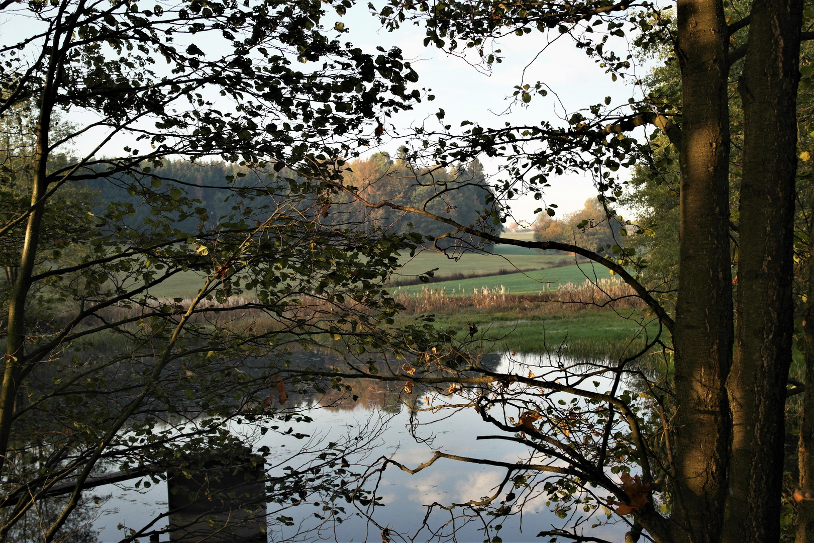 Heute früh  Teich  im Morgenlicht 17.10.18