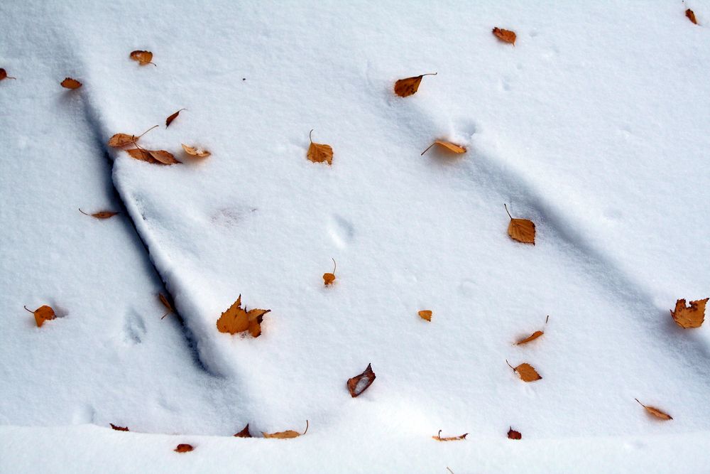 Heute gab es den ersten Schnee...