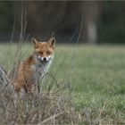 Heute gab es ein Wiedersehen mit Foxi ...